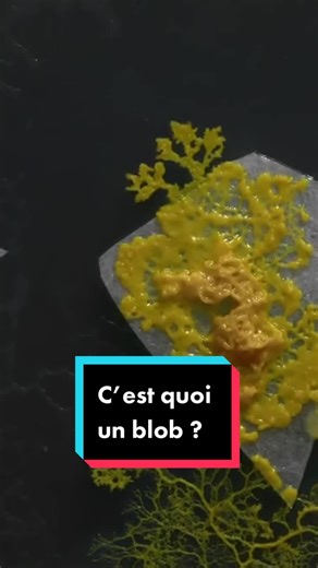C’est quoi un blob ? Découvrez cet animal fascinant