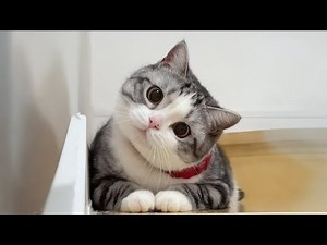 Cats Using 100% Cuteness 😻🤣 | Funniest Cat Video 2026