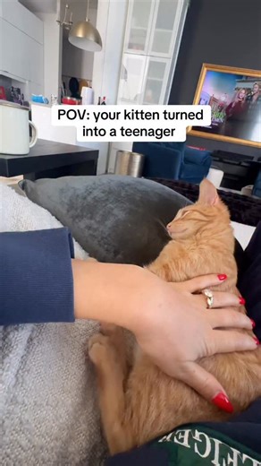 Django the little tiger 🐈 on Instagram: "He’s too cool for me now…"