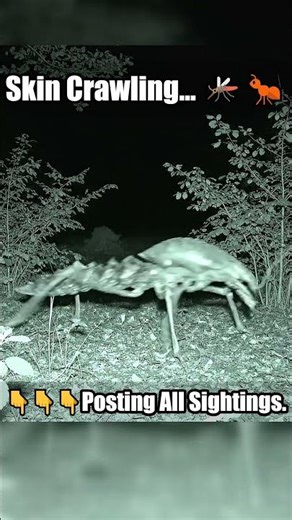 Insectoid Mantis Alien Sighting!