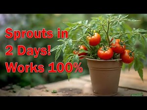 How to Germinate Tomato Seeds Twice as Fast? Proven Method!
