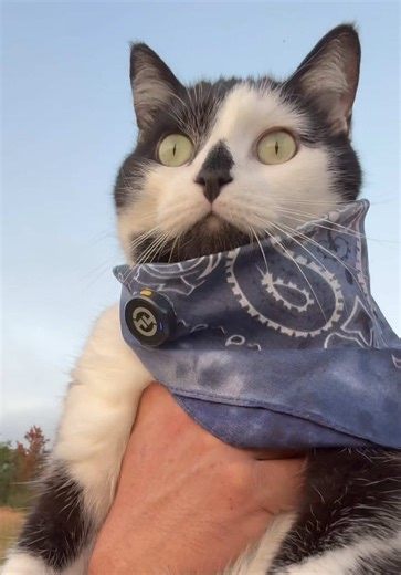 Meowdy purrtners. Field and road inspections 🧐 If you’re a fan of Jack Spicer’s kitty cat cowboy content please consider being a real cowpoke and subscribing to his Patreon linked in bio 😊 everything helps ❤️ #cat #cats #catsoftiktok #kittycat #cattok