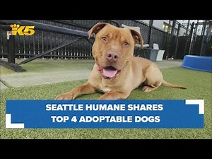 Seattle area shelters share their top 4 dogs and cats in need of homes