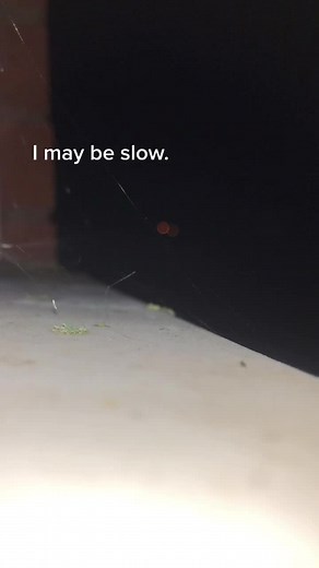 Exploring the Immortal Snail Phenomenon