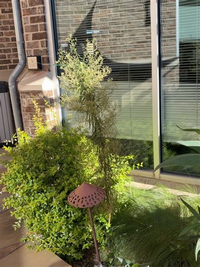 Benbrook Public Library on Reels