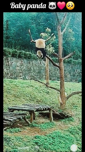 Baby panda 🐼❤️😗 #animallovers