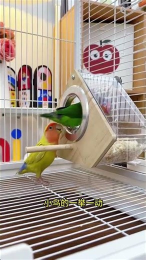 “OMG My Parrot Said WHAT?! 😱😂”“You Won’t Believe This Cute Parrot’s Reaction! 🐦💛”“My Parrot’s Funny