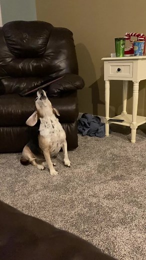 Beagle Howling Sounds: Sweet Voice of Beagles