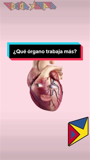 Qué órgano trabaja más? explicación breve
