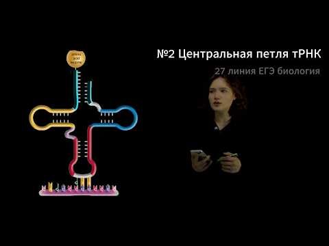 ЗАДАНИЯ 27 ЛИНИИ | БИОСИНТЕЗ : №2 Центральная петля тРНК | ЕГЭ БИОЛОГИЯ |