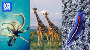 The weirdest and wildest mating rituals in the animal world, from bed bugs to giraffes