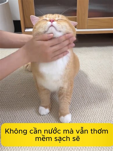 Mèo ghét tắm? Thử cách này ngay #meocung #chamsocmeo #catsoftiktok #nuoimeo #learnontiktok