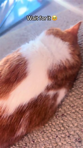 Benefits of Cat Purring and How It Comforts You