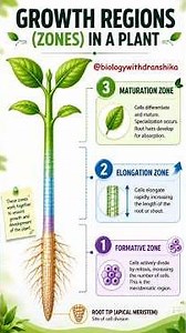 Growth Regions (Zones) in a Plant #plantgrowth #regions #formative #elongation #maturation #zone
