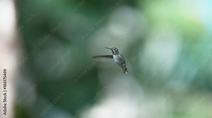 Super slow motion of Californian hummingbird species