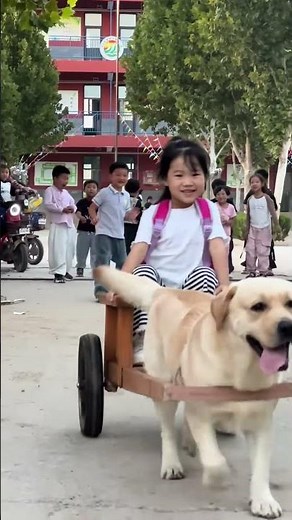 The silly dog Baiden goes to work # dog picks up kid # Labrador
