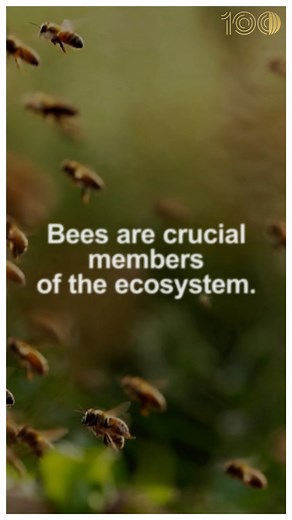 🐝 have your back. Without #bees, the ecosystem would suffer, many species could risk extinction, and food security would be in peril. | World Organisation for Animal Health