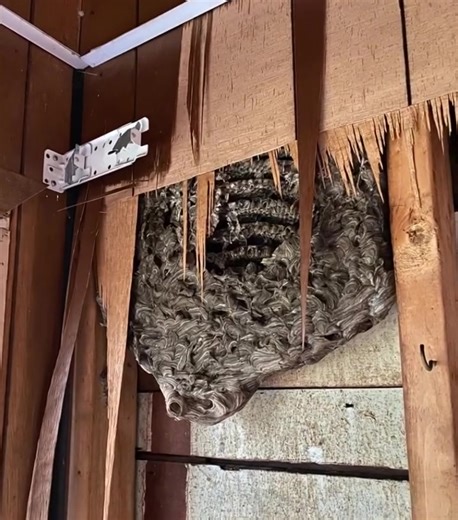 Lately, strange things had been happening in our house. It all started with quiet sounds – as if someone were rustling or scratching inside the walls. At first, my husband and I blamed the neighbors or the old house. But day by day, the sound became clearer, and in the early morning, particularly persistent. One day, I decided to listen more closely and realized: the source of the noise was right in the guest bedroom. I pressed my ear to the wall and felt a slight vibration – as if something ali