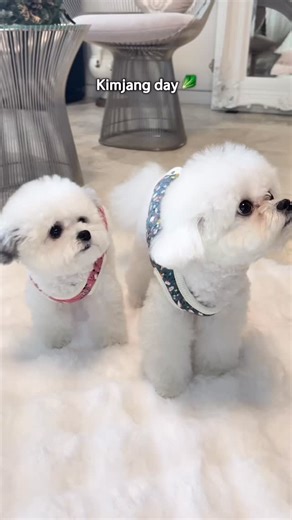 Bougie babies | Leo & Baby G on Instagram: "Kimjang day 🥬 👉 Follow us for more bougie BB moments #dogsofinstagram #petinfluencer #fluffydog #instadog #dogmodel"