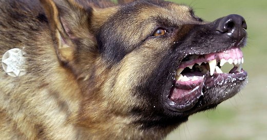 Hero cat saves boy from vicious dog attack