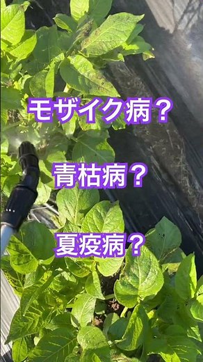 じゃがいも病気発生
