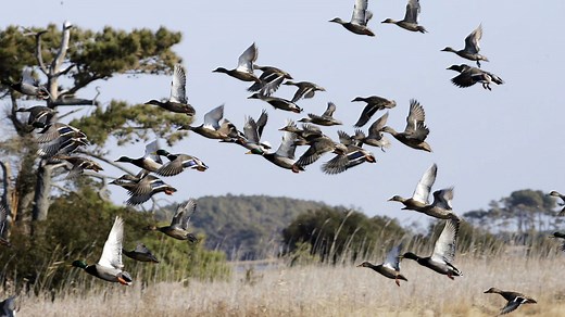 2025-26 Mississippi duck hunting seasons set, early teal days cut almost in half