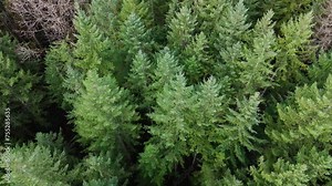Pacific Northwest slow movement bird's eye view of Evergreen forest tree tops in Washington State