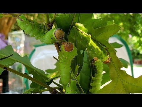 Moth Week: The Polyphemus and Luna Moth | Secret Life of Bugs Check-In