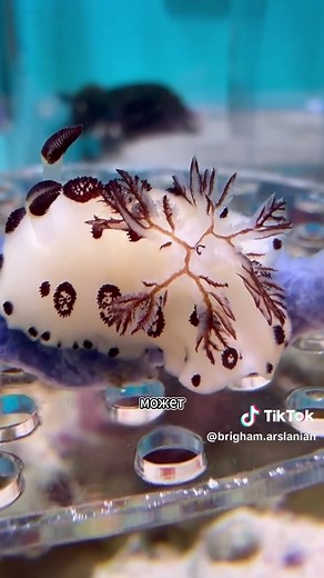 Cute Creature Discovery on the Beach