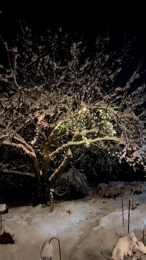 39 reactions · 6 comments | Would you want to wake up to this in March? Currently…Sound on…So peaceful 懶 ❄️️ @terrifoss @earthlysoulsandspiritsoracle #terrifoss#nature#reels#reel#reelsinstagram#reelsvideo#insta#instagram#instagood#peaceful#mystical#garden#tree#zen#meditation#weather#winter#snow#spring | Terri Foss | Facebook