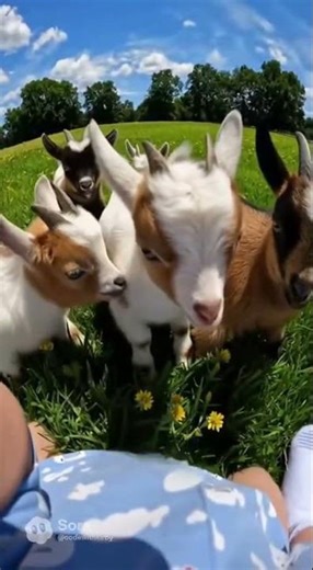 Baby POV Gets Swarmed by Tiny Goats 🐐😂 | Funniest GoPro Moment Ever!
