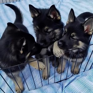 Healthy, vet-checked puppies available for adoption now! Fully vaccinated, dewormed, and raised with great temperaments. Meetings or local delivery are available for your convenience. Message us today to start your adoption application!#germanshepherd #gsd #dogsofinstagram #dog #germanshepherdsofinstagram #gsdofinstagram #dogs #k #puppy #germanshepherdpuppy #gsdlove #germanshepherddog #gsdpuppy #germanshepherds #gsdlife #dogoftheday #doglover #dogstagram #instadog #puppiesofinstagram #puppylove