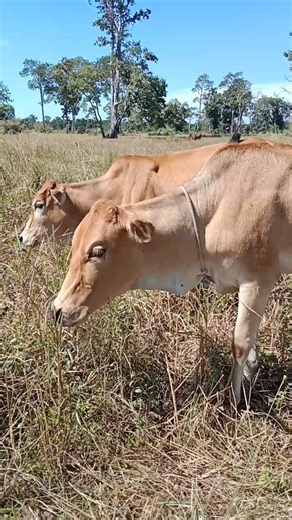 White cattle eating grass.🐄🎯#cattleraising #cow #cattledisease #animalfarming #cowfarming #sorts