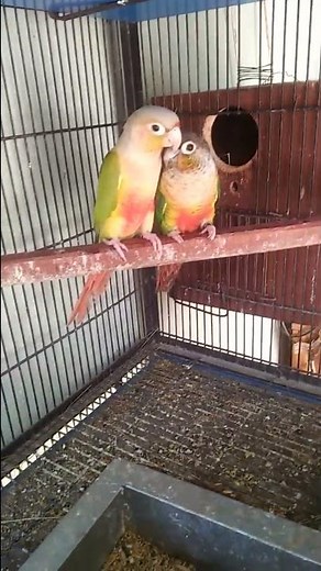 pineapple conure parrot
