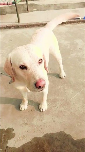 viral dog labra my cute video funny comedy trending#labrador 😍😍😍😍😃😃