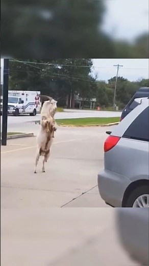 Animales graciosos risa asegurada memes\n#funny #gracioso #risa