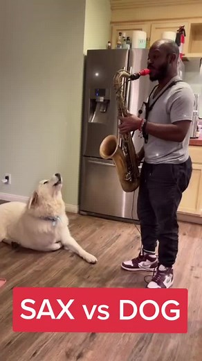 This season on the voice: Saxophone vs Dog #dogsinging