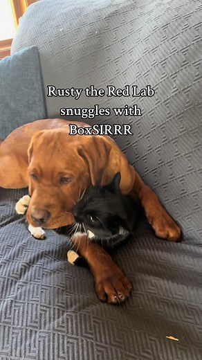 National Puppy Day Celebration with Rusty the Red Lab Snuggles