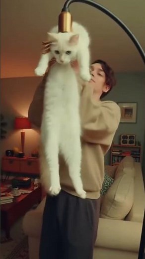 Cat Walking Upright Like Person