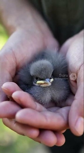From Nest to First Flight ✨ | Fledgling Bird Journey | Baby Bird Learning to Fly | Fledgling Care