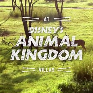 Want to wake up in the middle of the wonder? More than 30 species of African wildlife call Disney’s Animal Kingdom® Villas home! | Disney Vacation Club