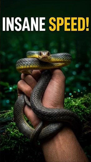 Watch this black racer Eastern racer #snakefacts #venomouscreatures #animals #wildliferescue