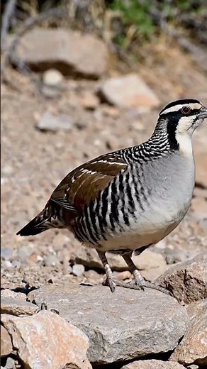 Beautiful Chukar Bird Song | Relaxing Nature Sound | Partridge Calling in the Wild