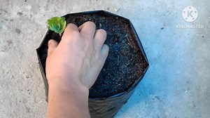 Best Time to Keep Godawari (Chrysanthemum )Cuttings | How to Keep, Simple Method, and Success Tips Part 10 | HAMRO Phulbari