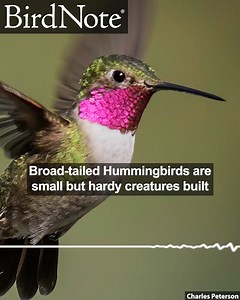 1.6K views · 168 reactions | Broad-tailed Hummingbirds are small but...