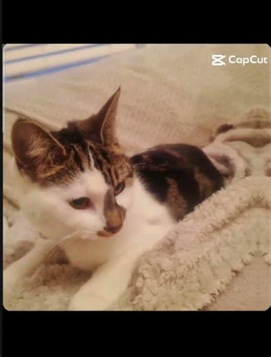 COCO IS COCO COCO CUTE COCO