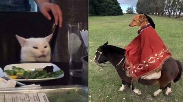 Animals Enjoying Playful Moments in Their Own World