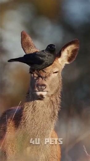 Dog, Deer & Owl Transformation | Stunning Animal Glow-Up Edit