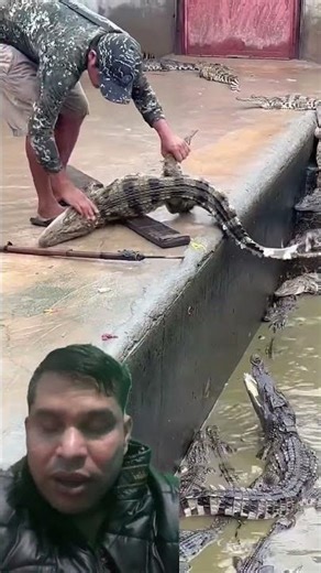 Crocodile safely relocated from pound wildlife rescue