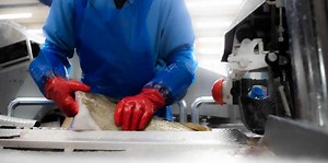 DYNAMIC FILLETING EXPANDS FISH PROCESSING CAPABILITIES